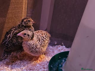 Quail poultry Beautiful coturnix quail chicks - Advert 6