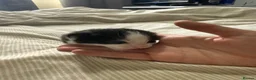 Mixed Breed cats for sale: 4 healthy kittens ready in the next upcoming weeks - Advert 4