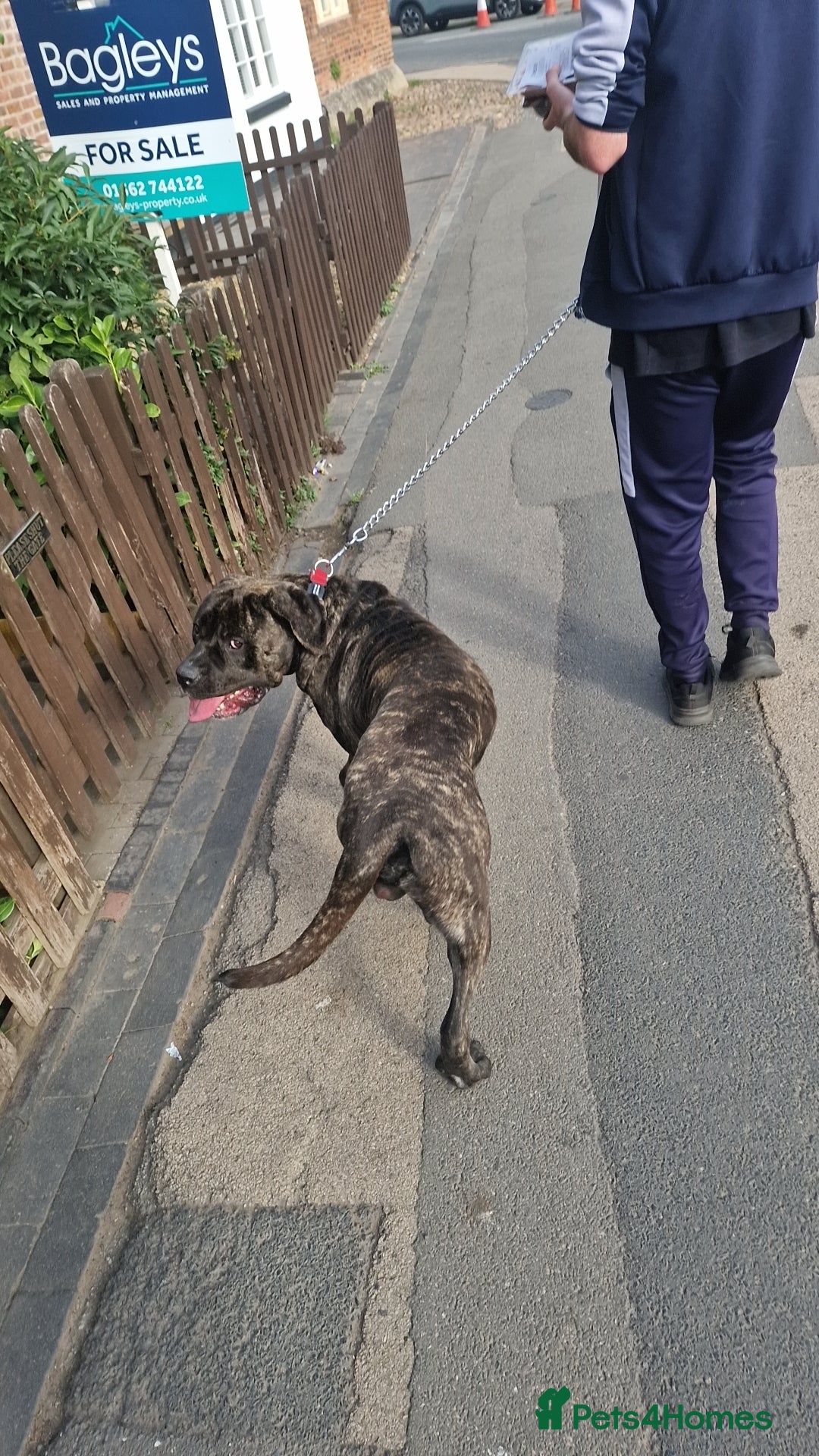 Mixed Breed dogs for sale: Enzo cane corso cross  - Image 1