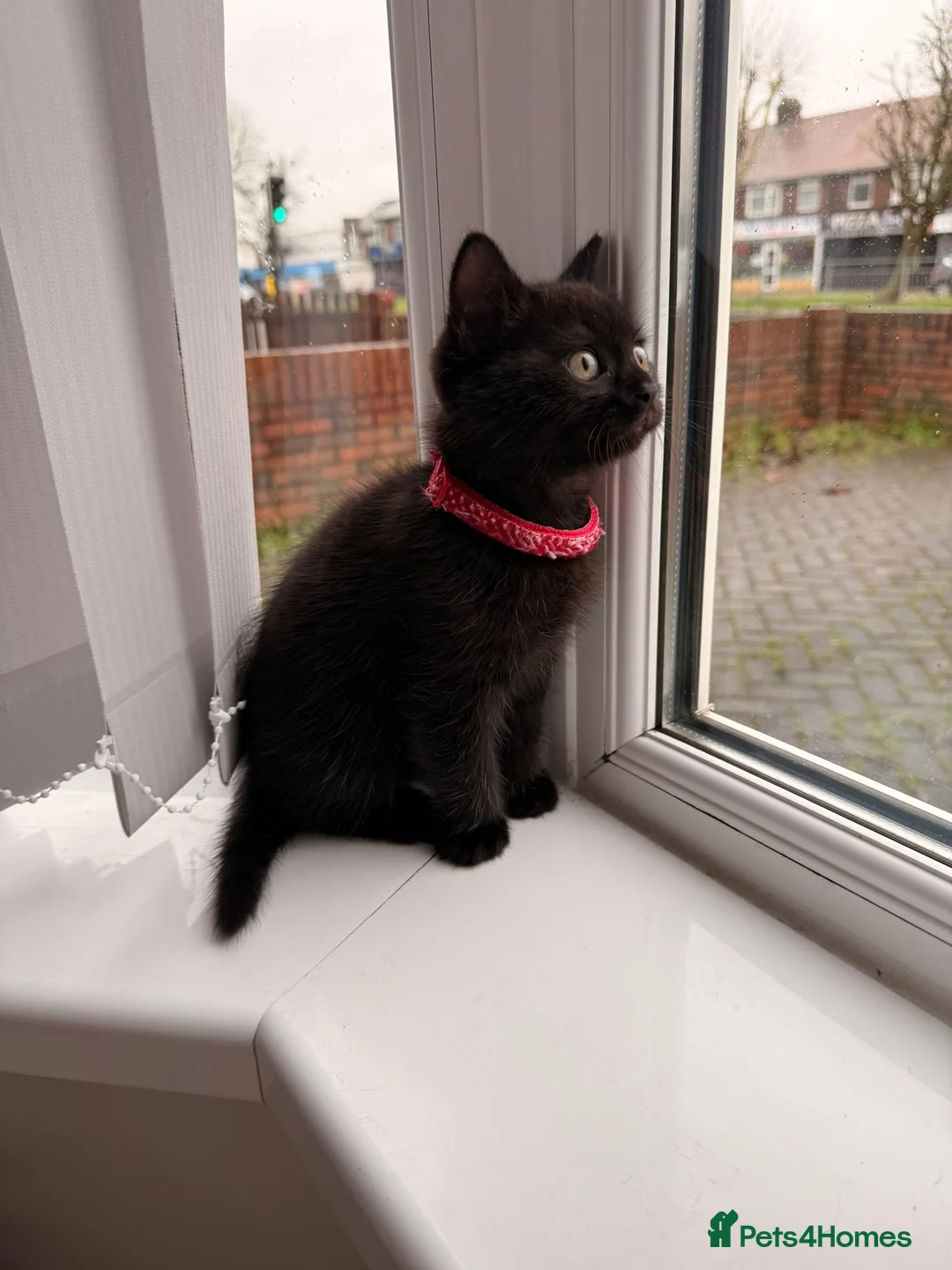 Mixed Breed cats for sale: British Shorthair Cross - Advert 12