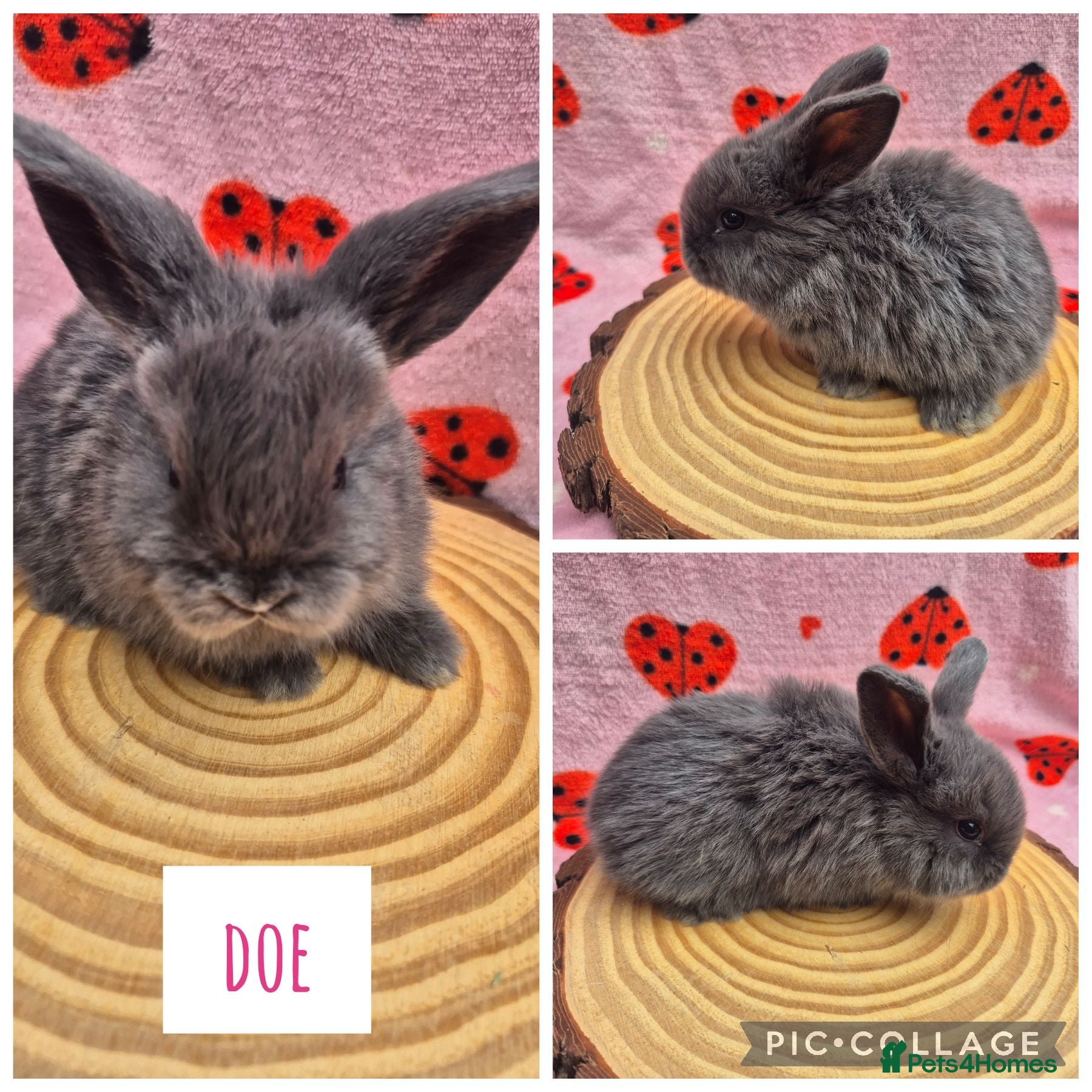Mini Lop rabbits 🐇 READY TO RESERVE ❤️  - Advert 1