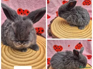 Mini Lop rabbits 🐇 READY TO RESERVE ❤️ - Advert 1