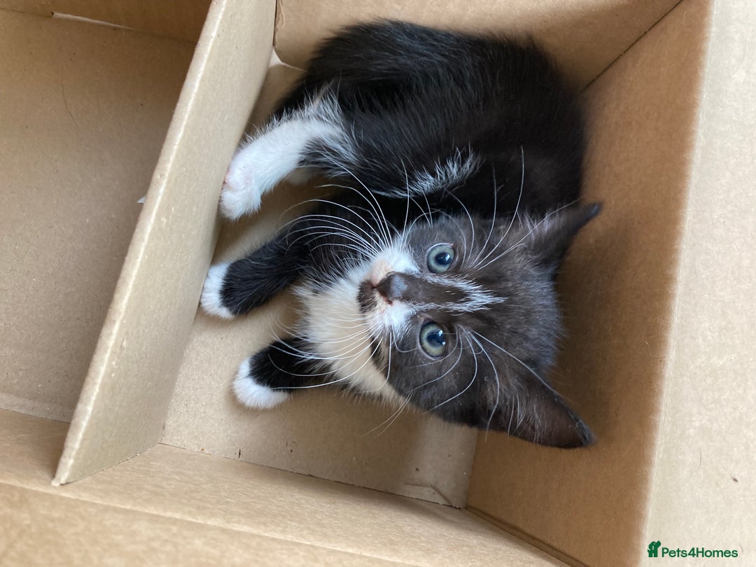 Mixed Breed cats for sale: 4 kittens  - Image 6