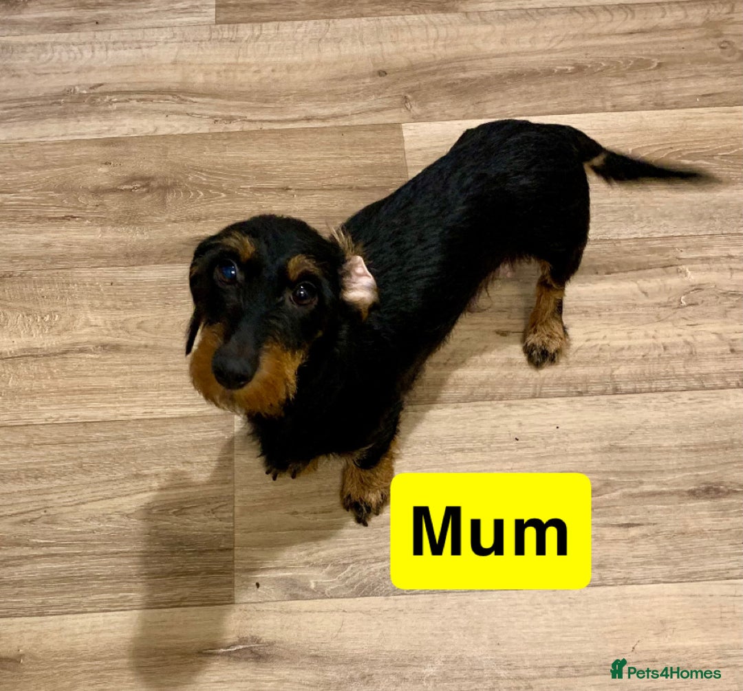 Miniature Dachshund dogs for sale: Miniature wirehaired daschunds - Advert 2
