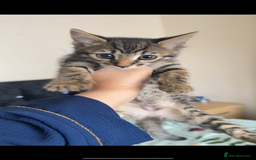 Bengal cats for sale: 2 stunning bengal kittens looking for their home - Image 4