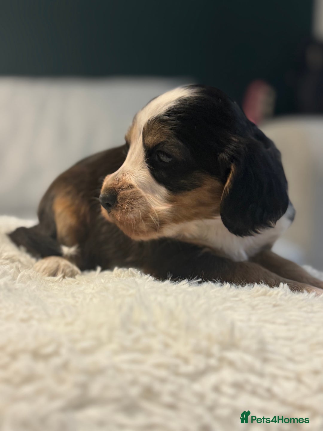 Cocker Spaniel dogs for sale: 6 Cocker Spaniel puppies for sale - Advert 34