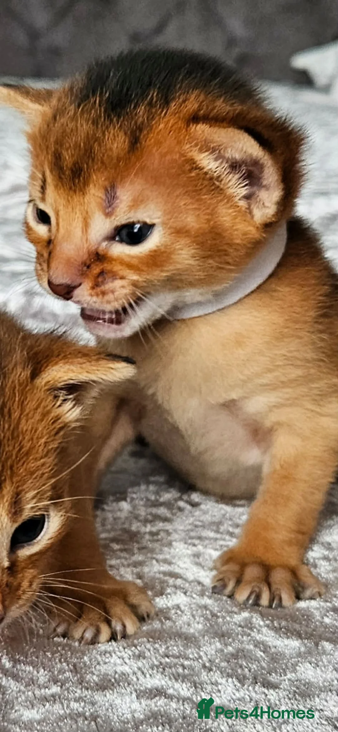 Abyssinian cats for sale: Abyssinian Kittens - Advert 18