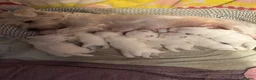 West Highland Terrier dogs for sale: West highland terriers - Advert 7