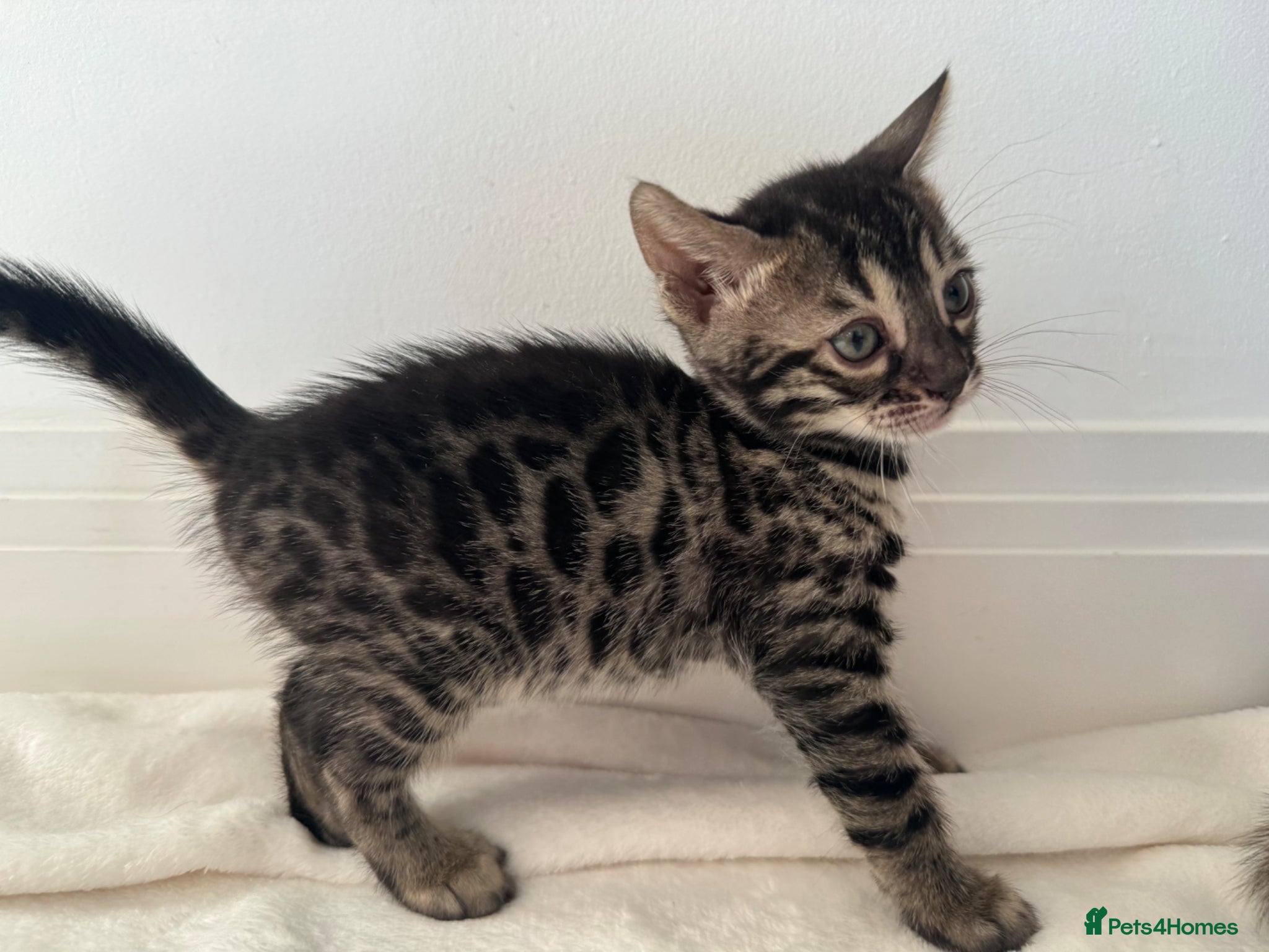 Bengal cats Bengal Kittens For Sale  - Advert 1