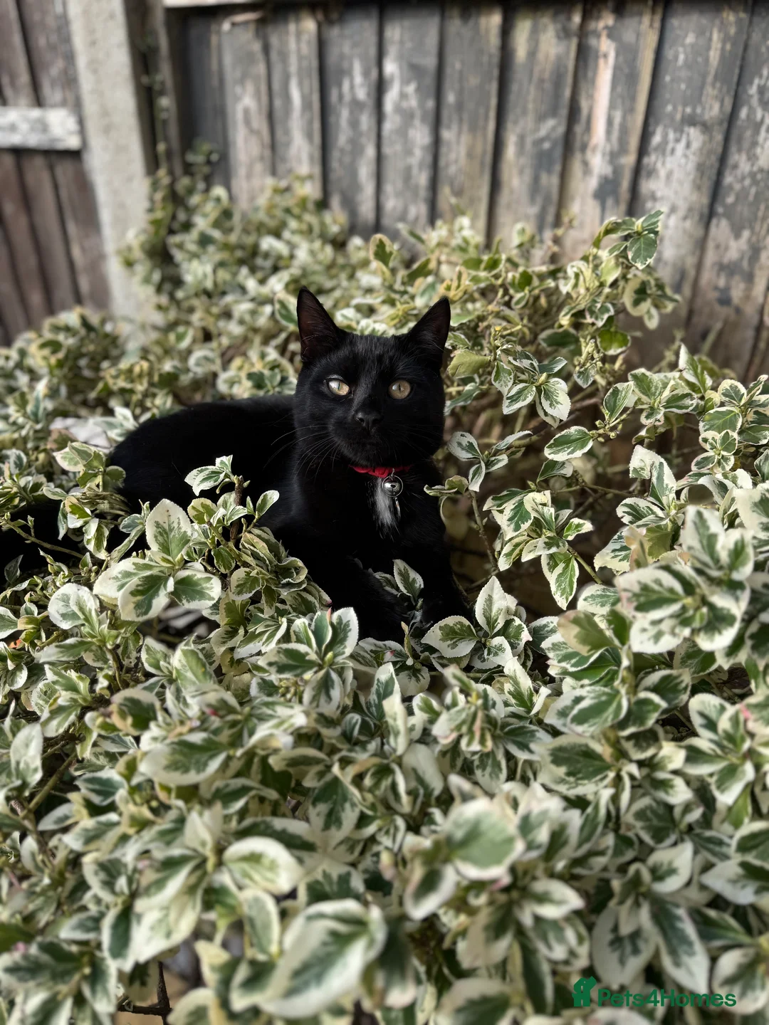 British Shorthair cats for sale: 1 year old black cat  in Gosport - Advert 1