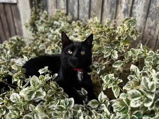 British Shorthair cats 1 year old black cat - Advert 1