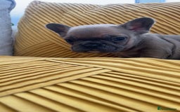 French Bulldog dogs for sale: Ready now!!! Rainbow litter - Image 4