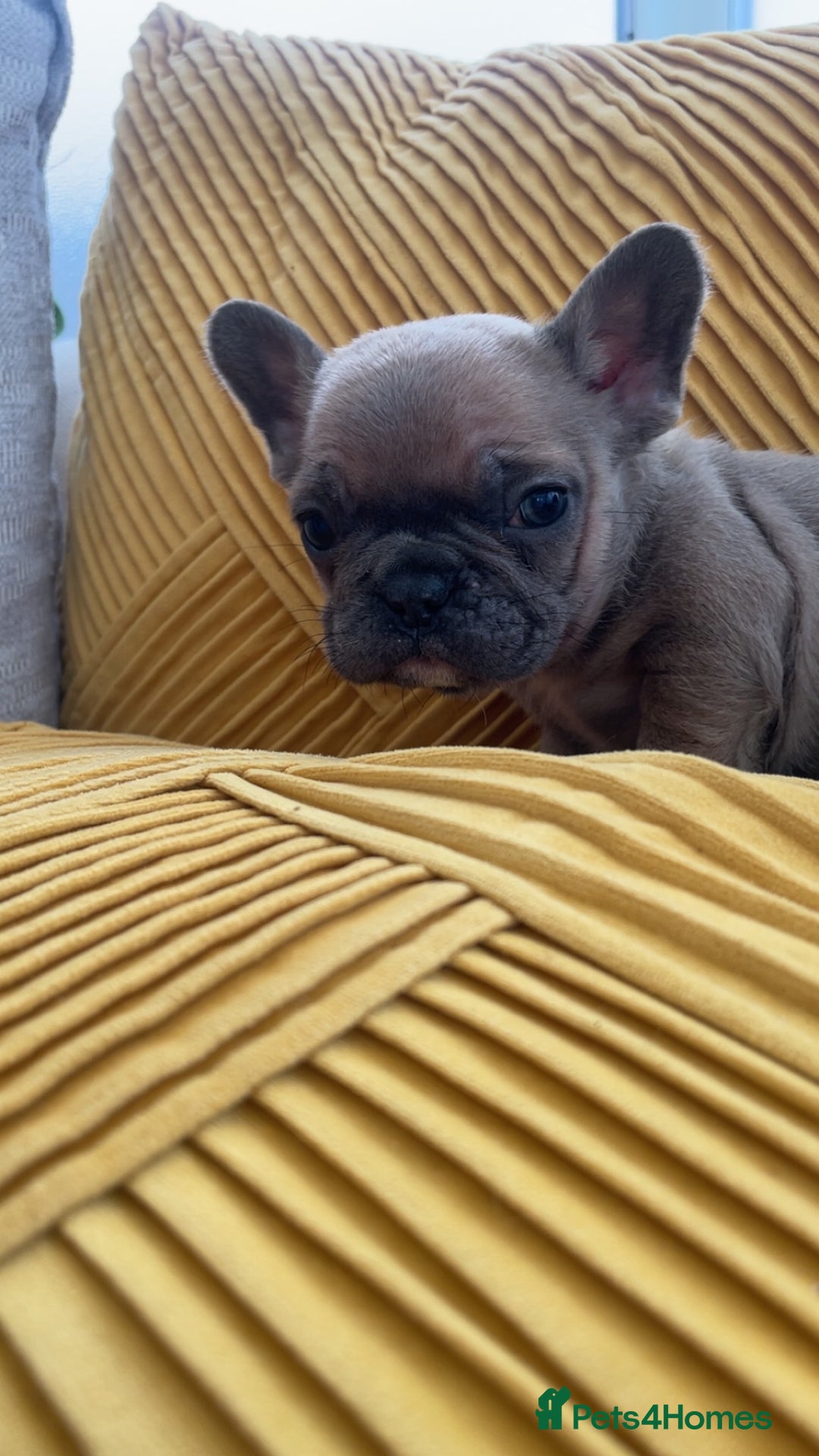 French Bulldog dogs for sale: Ready now!!! Rainbow litter - Image 4