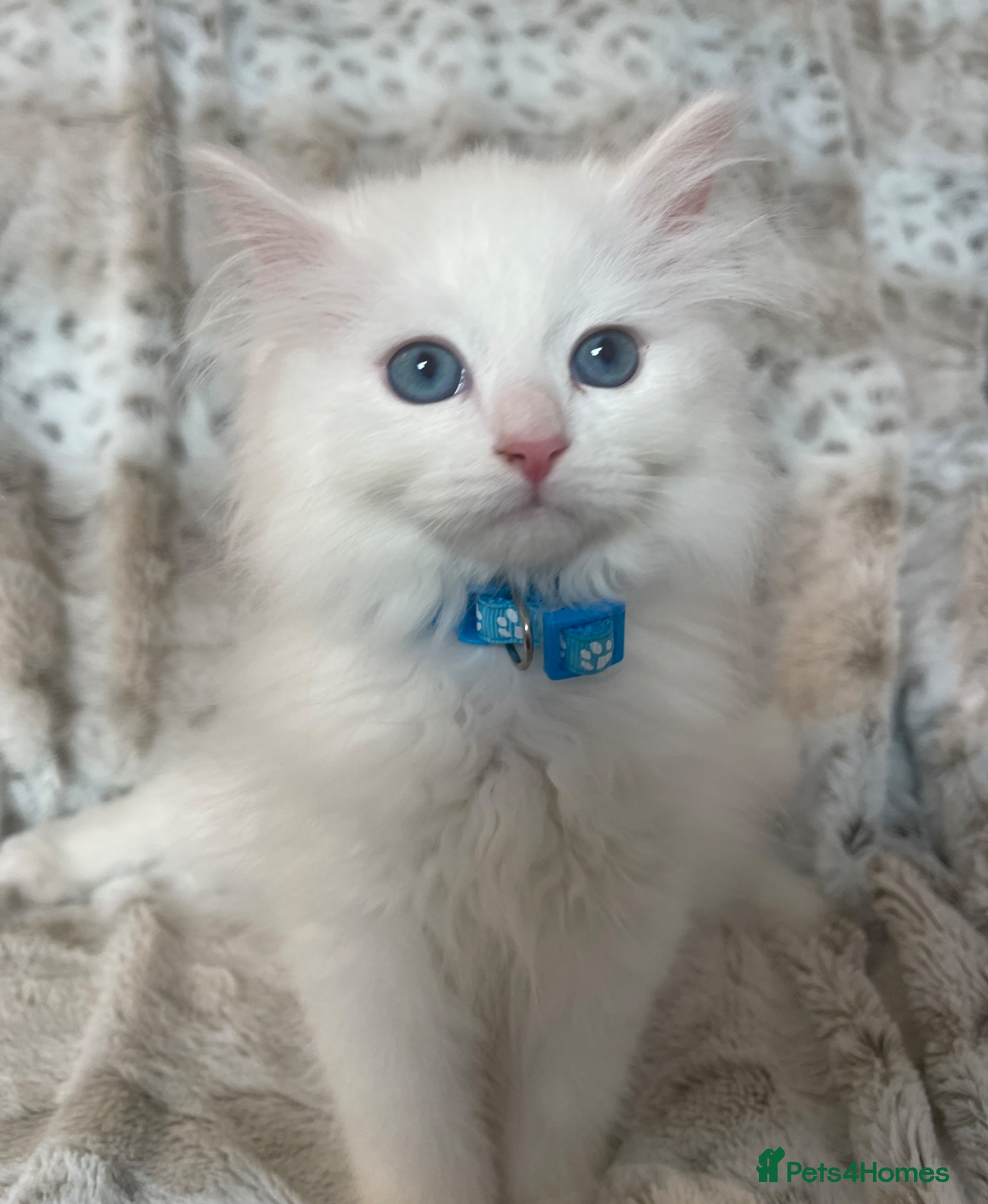 Siberian cats Siberian Pure Kittens Available  - Advert 8