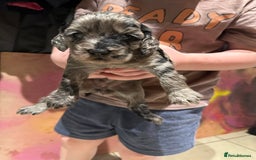 Cockapoo dogs for sale: Adorable Merle Cockapoo Puppies - Image 1