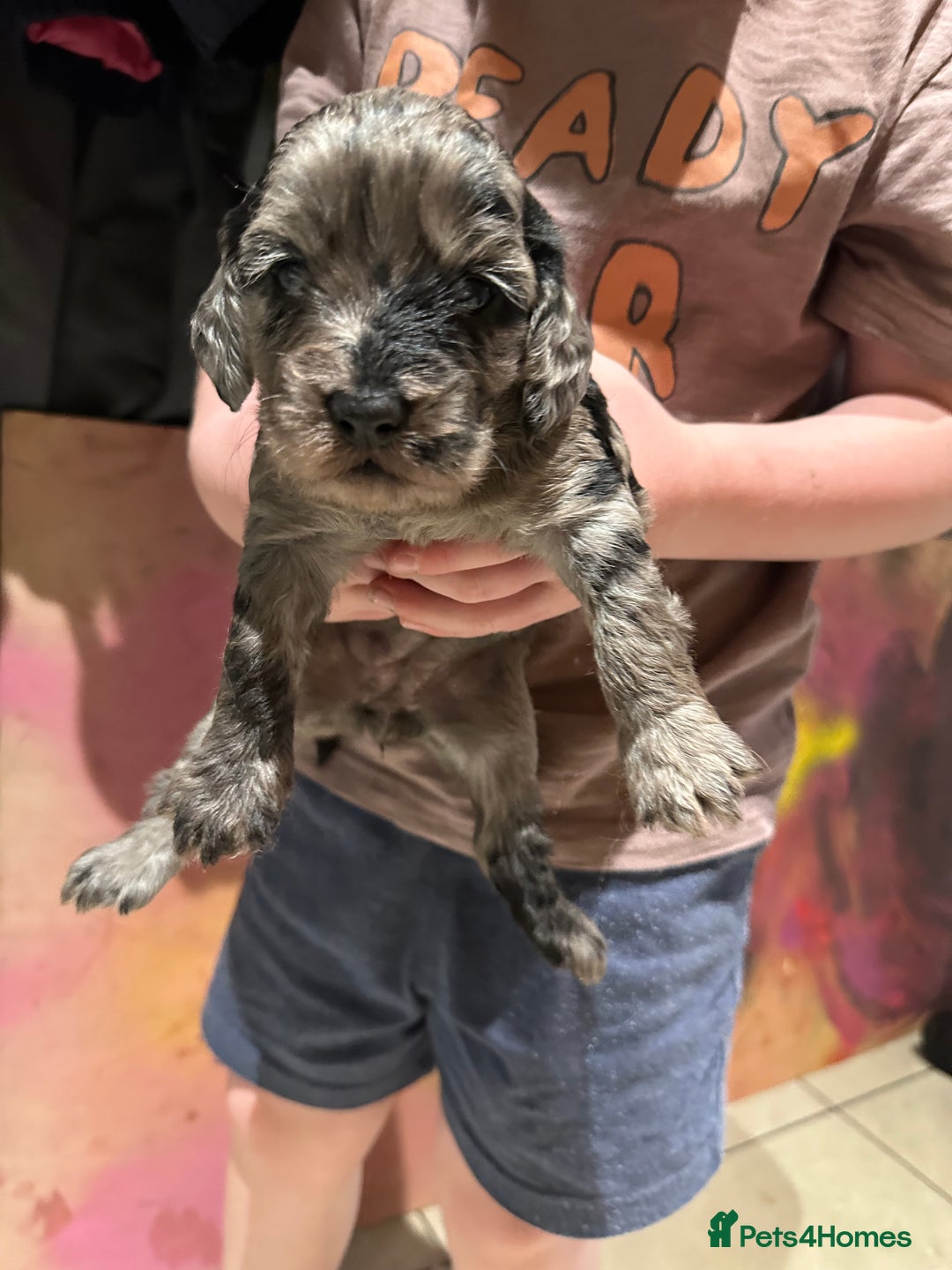 Cockapoo dogs for sale: Adorable Merle Cockapoo Puppies - Image 1