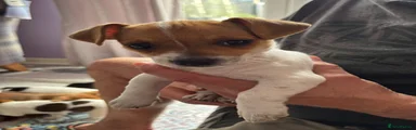 Smudge