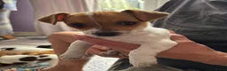 Jack Russell dogs for sale: Two gorgeous Jack Russell’s for sale in Barnsley - Advert 3
