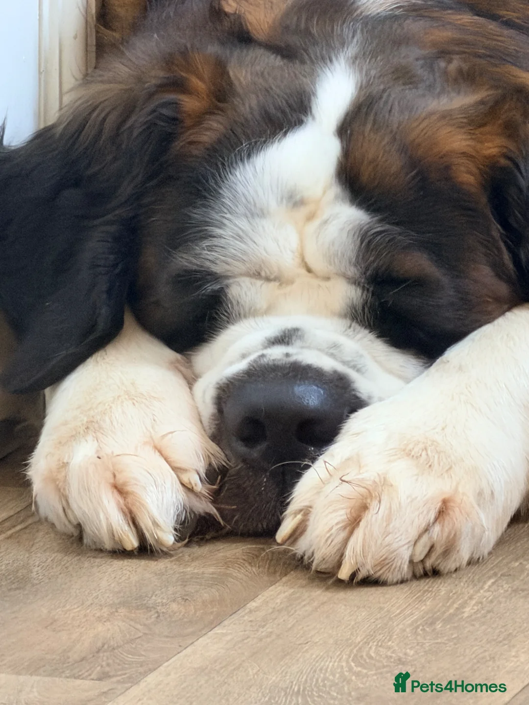 Saint Bernard dogs for stud: Saint Bernard for stud in Chesterfield - Advert 2