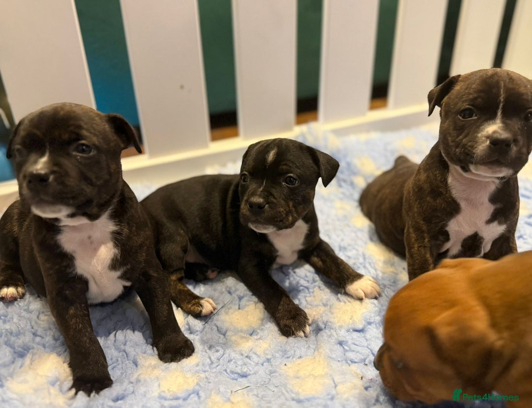 Staffordshire Bull Terrier dogs for sale: Beautiful Staffordshire Bull Terrier Boys ✨ - Advert 5