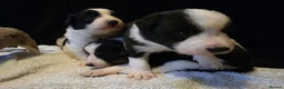 Border Collie dogs for sale: 🐾❤️ Beautiful KC Reg family Collie Puppies  in Shrewsbury - Advert 14