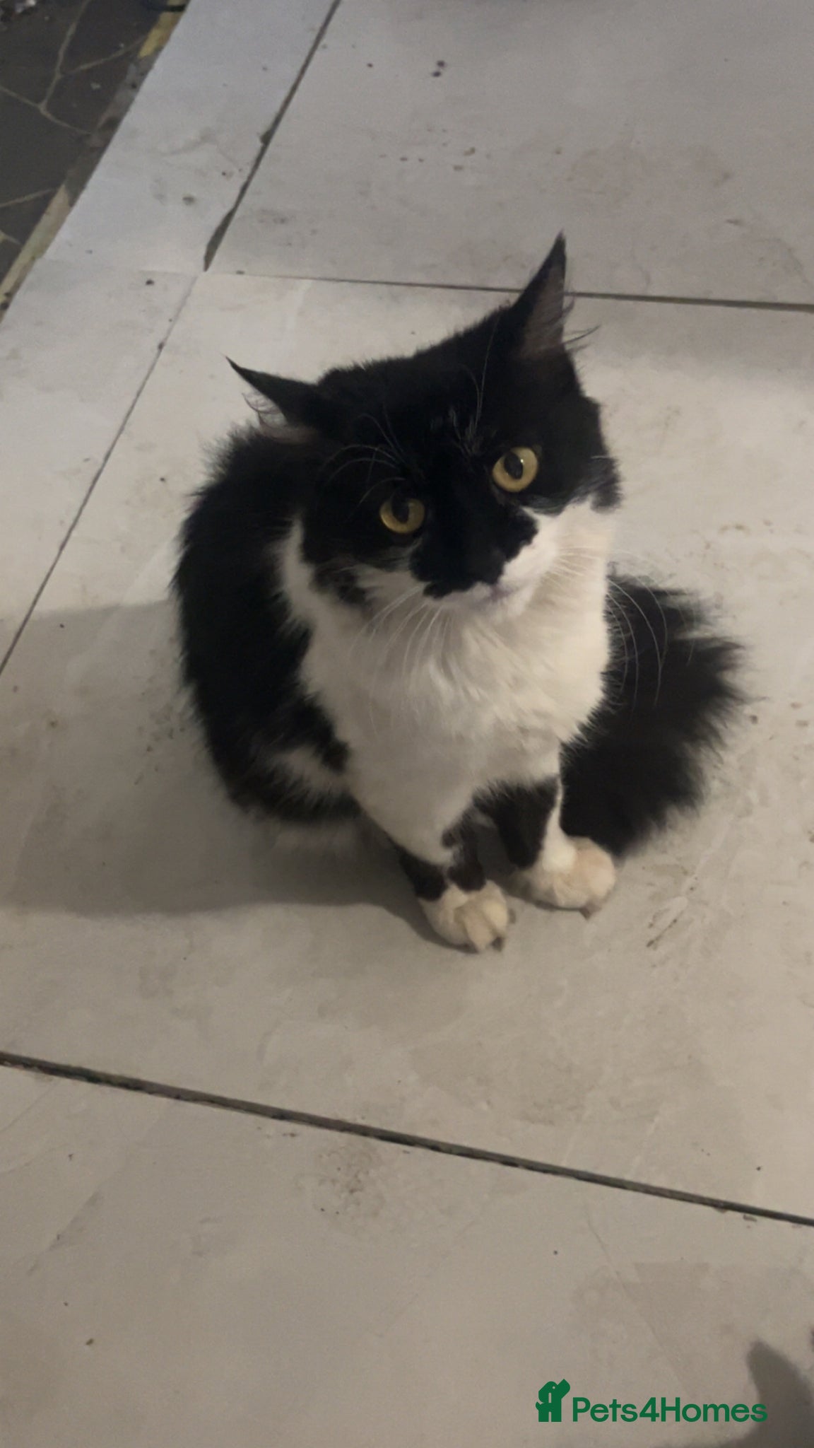 Mixed Breed cats Kittens for sale, need gone ASAP - Advert 3