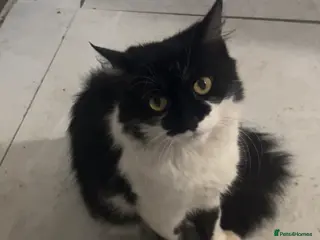 Mixed Breed cats Kittens for sale, need gone ASAP - Advert 3