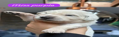 Miss Purple 