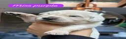 Golden Retriever dogs for sale: Outstanding KC Reg Golden Retriever Puppies - Advert 29