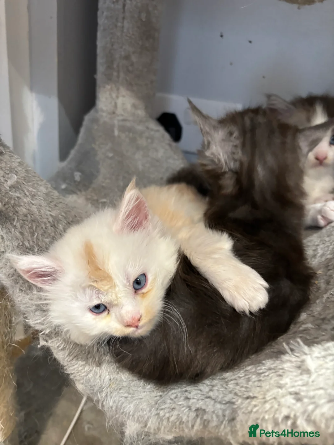 Maine Coon cats for sale: Cute Maine coon 2 boys & girl Blue eyes  - Advert 17