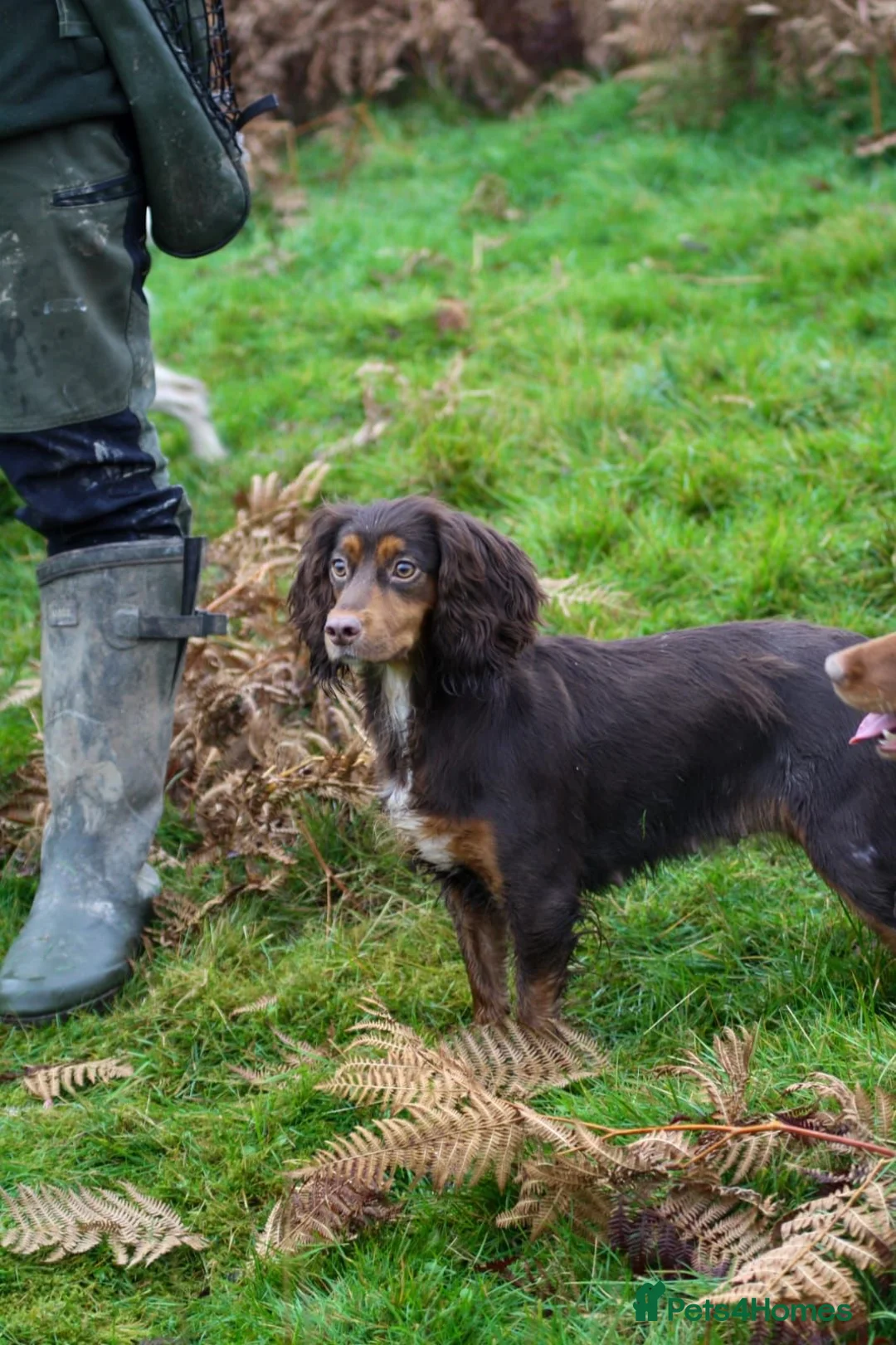Cocker Spaniel dogs for sale: Stunning Cocker Spaniel Puppies  - Advert 18