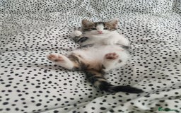 European cats for sale: 😻 2 beatiful female kittens ❗ - Image 8