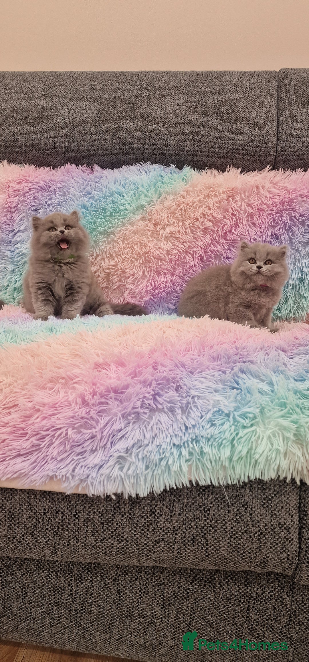 British Shorthair cats for sale: 💙British Shorthair and Long.. Blue kittens ❤️💛💚 - Image 18