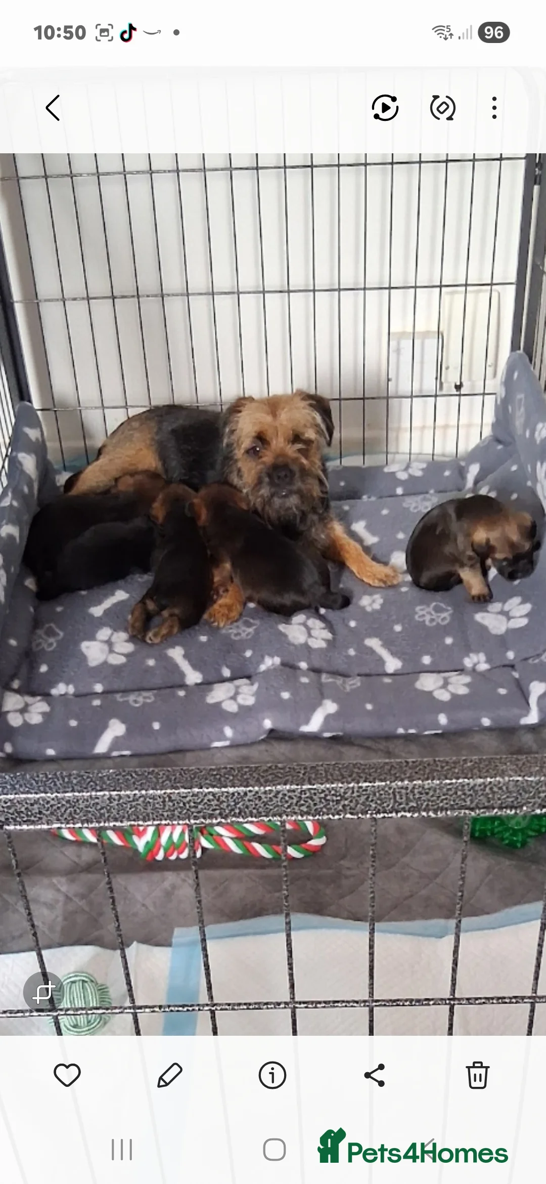 Border Terrier dogs for sale: Border terrier pups - Advert 6