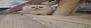 British Longhair 1 yellow collar