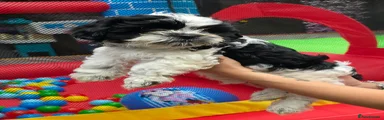 Shih Tzu Puppy 2