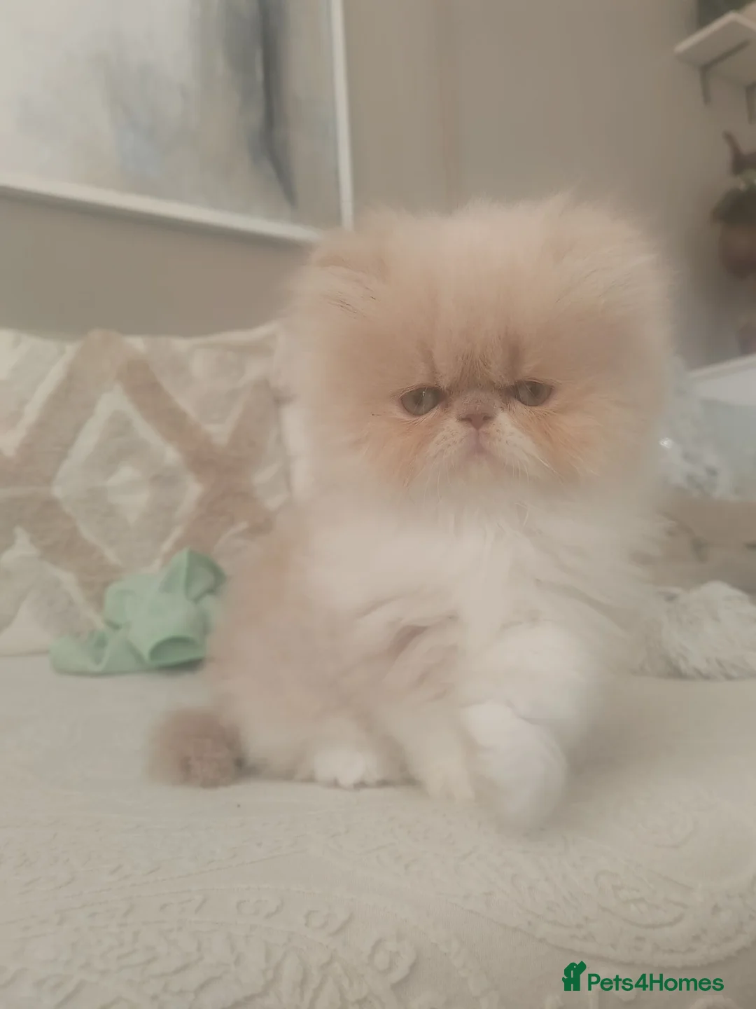 Persian cats for sale: Pure Persian Exotic Kittens/ last one girl  - Advert 2