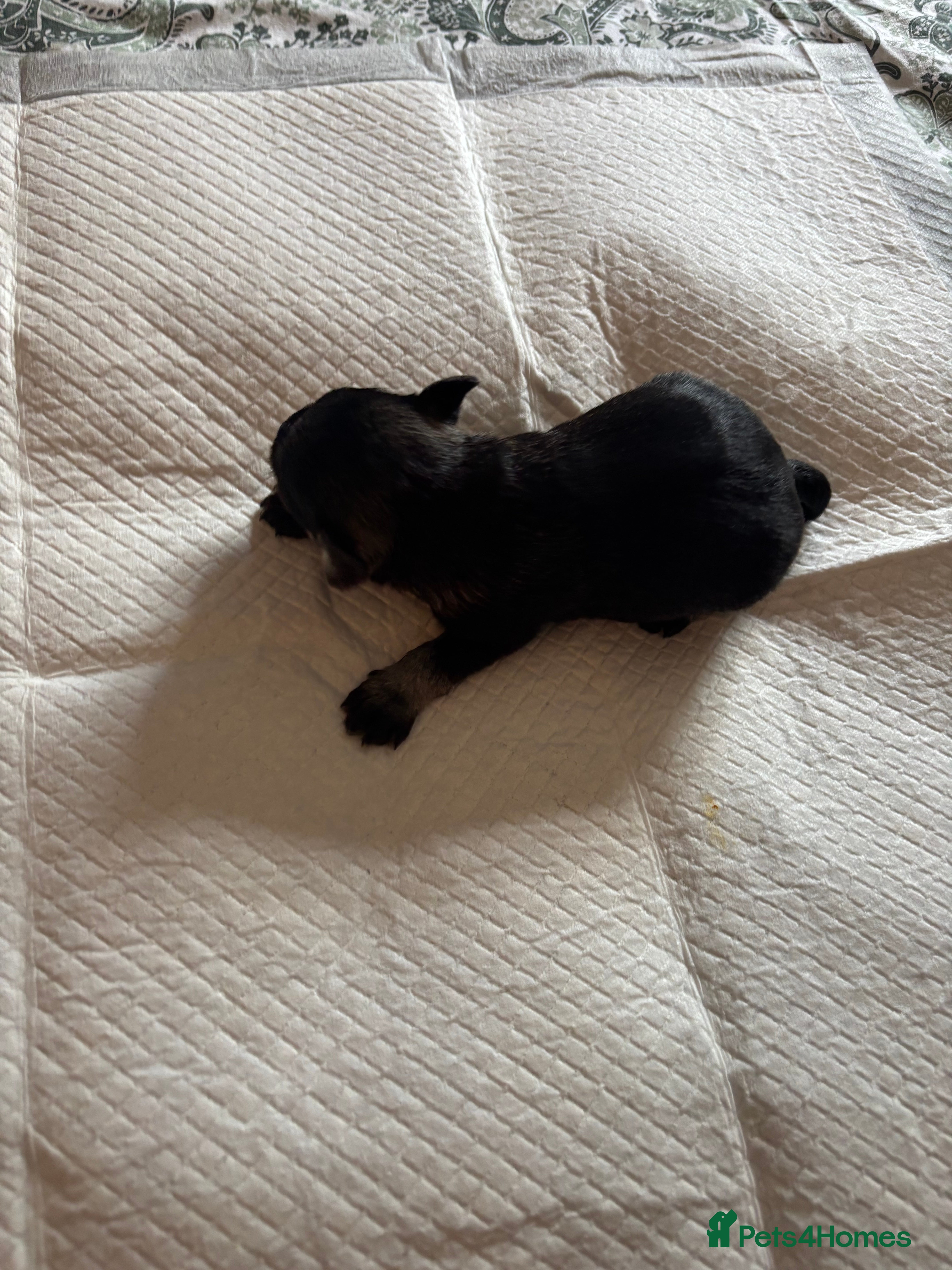 Miniature Schnauzer dogs Miniature schnauzer  - Advert 1