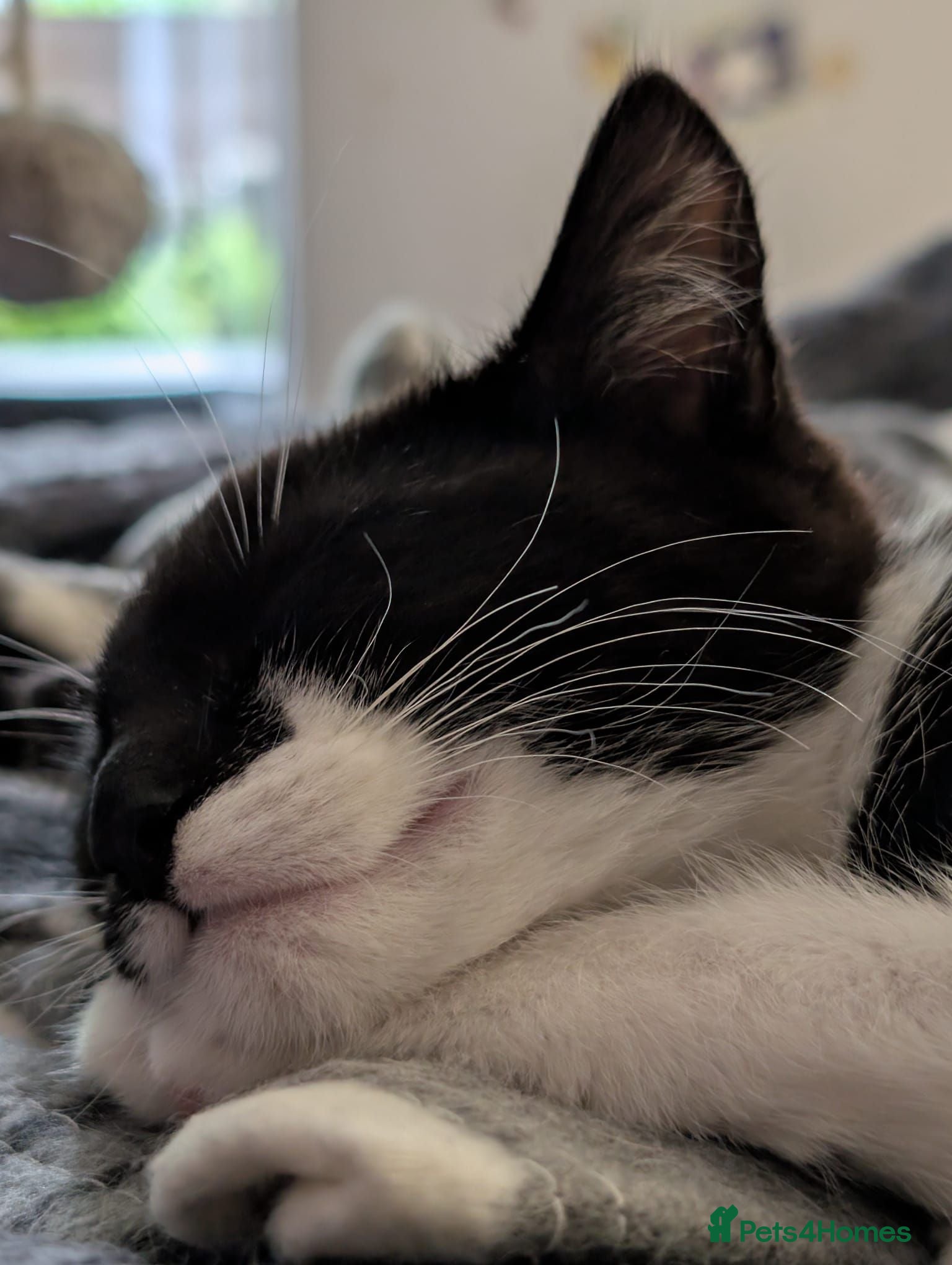 Mixed Breed cats Seeking a new family - Advert 20