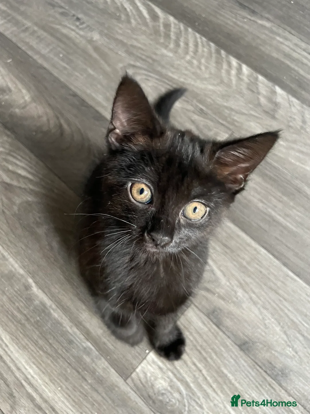 Mixed Breed cats for sale: Kittens for sale in Huntingdon - Advert 2