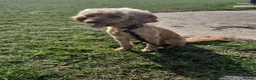 Cockapoo dogs for stud: Apricot Cockapoo 4 years old available to stud. in Doncaster - Advert 3