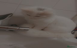 Turkish Angora cats for sale: Turkish angora  - Image 5