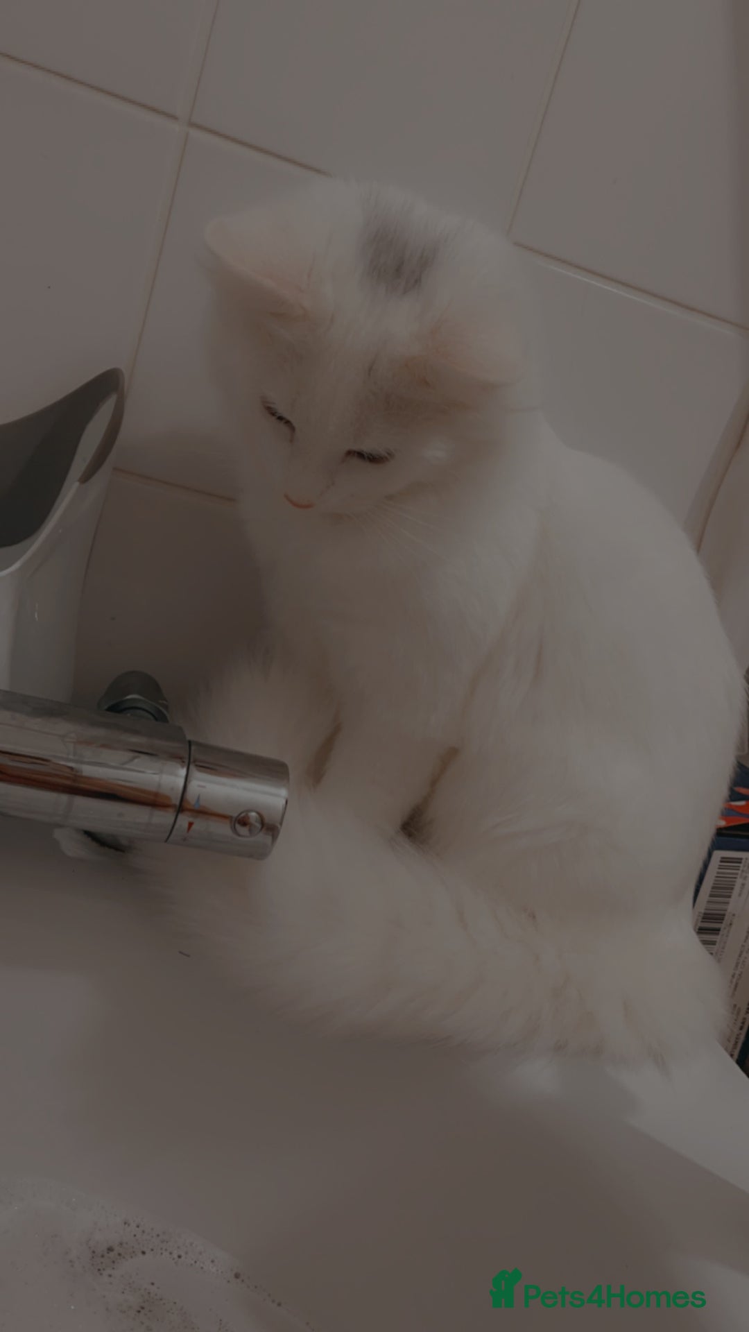 Turkish Angora cats for sale: Turkish angora  - Image 5