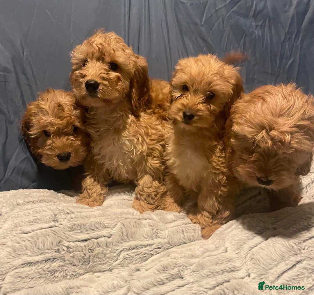 Cavapoo dogs for sale: Cavapoo puppies  - Advert 1