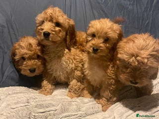 Cavapoo dogs Cavapoo puppies - Advert 3