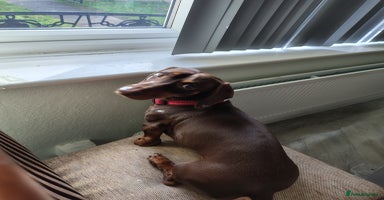 Dachshund dogs - Advert 7