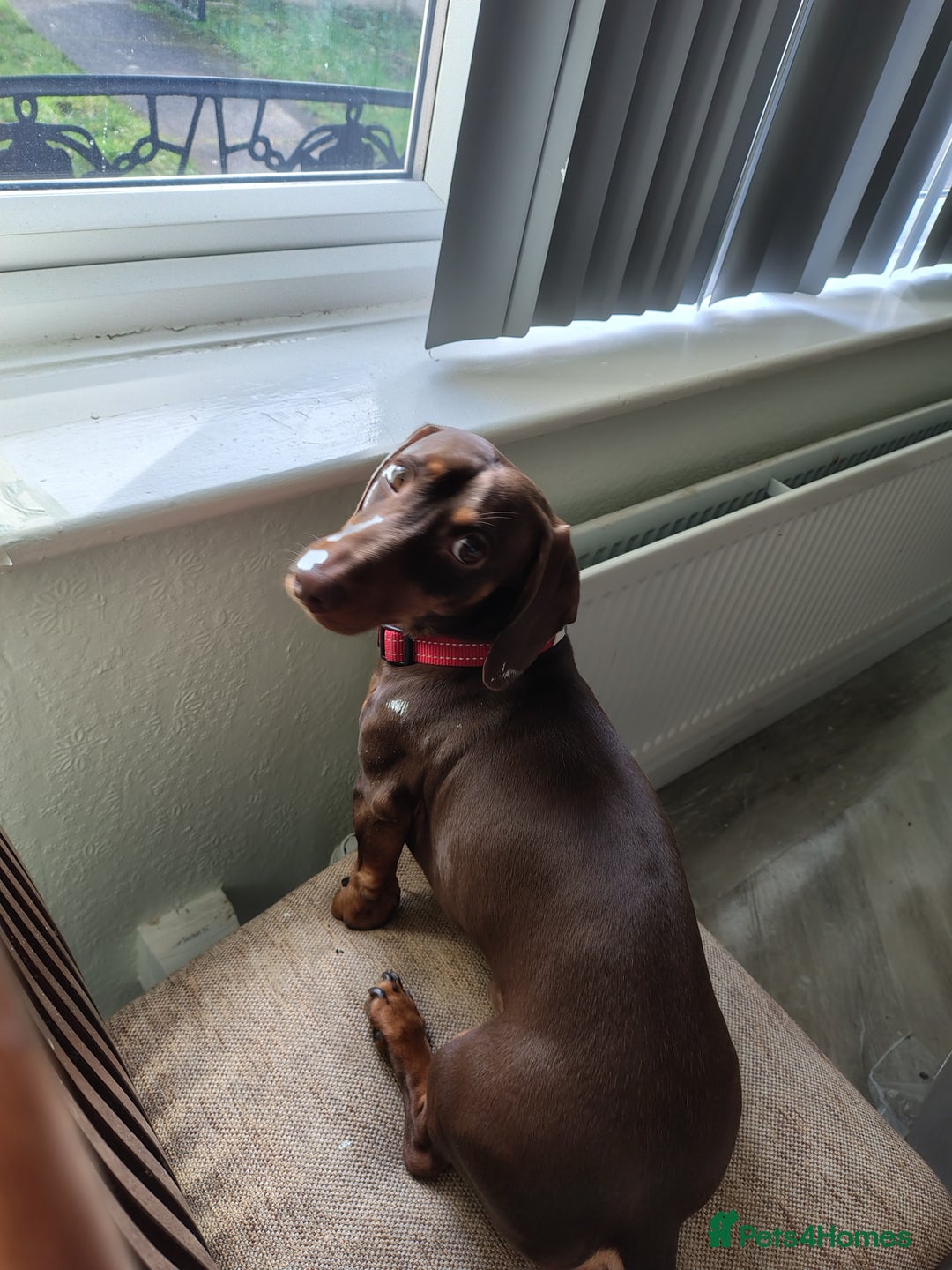 Dachshund dogs for sale: 3yr old male dashy needs experienced owner - Image 2