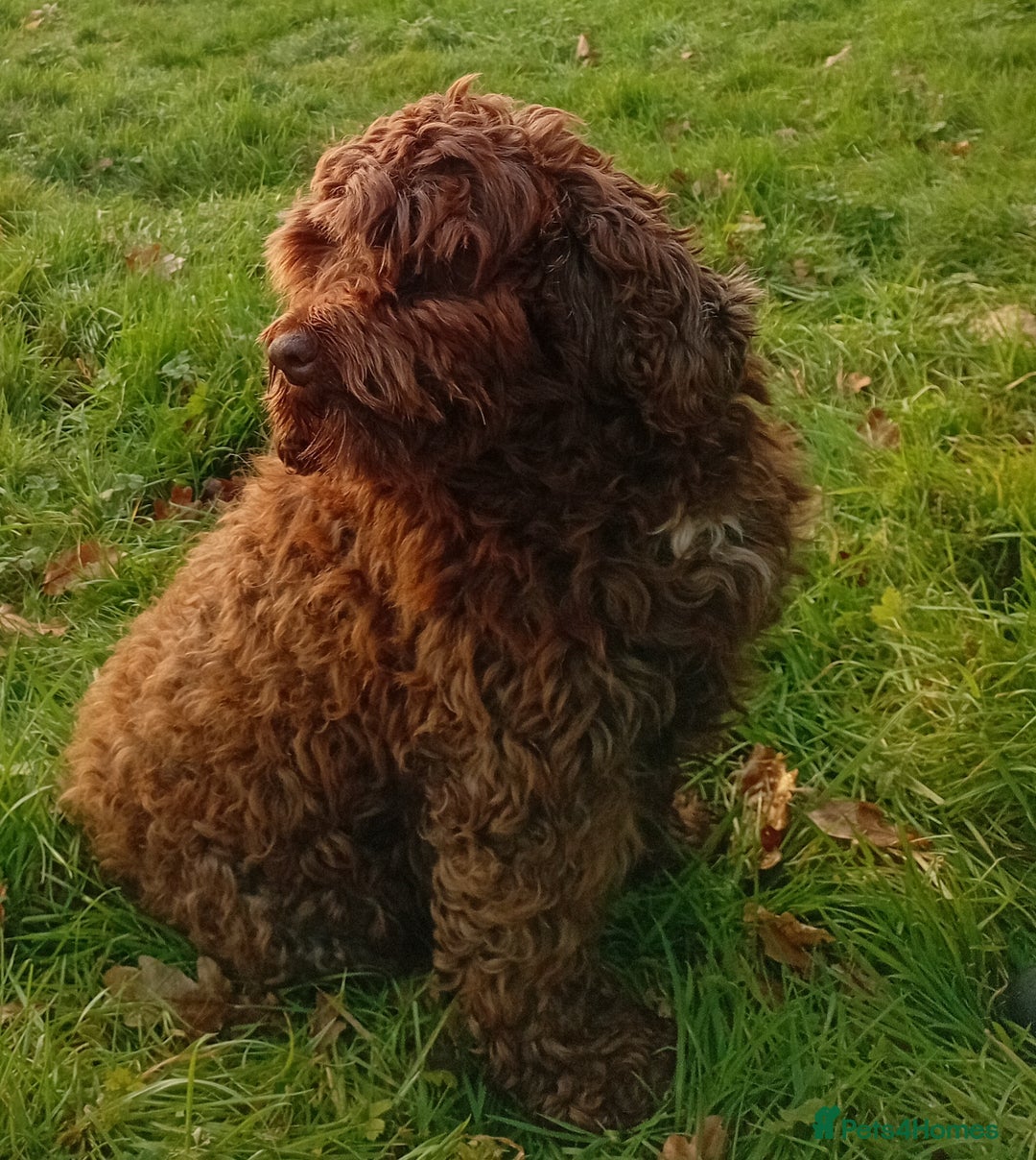 Sproodle dogs for stud: Sproodle for stud - Advert 2