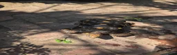 Tortoise reptiles for sale: Male Red FootTortoise (5 years old) - Advert 2