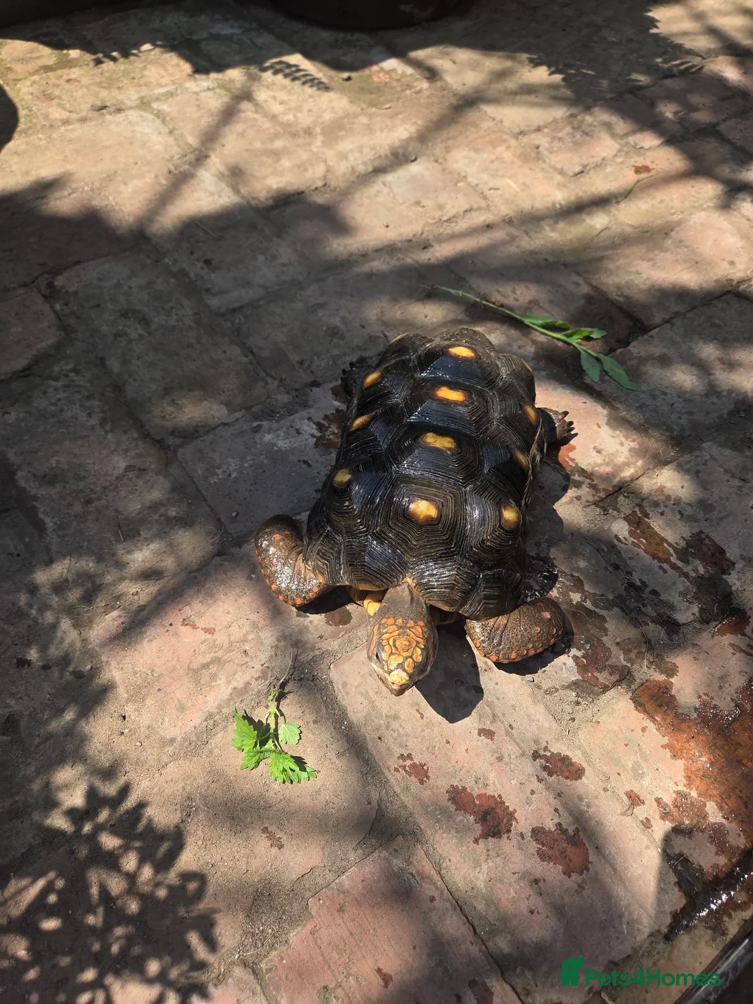 Tortoise reptiles for sale: Male Red FootTortoise (5 years old) - Advert 2